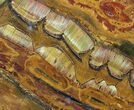 Marra Mamba Stromatolite - Mt Brockman ( Billion Years) #63091-1